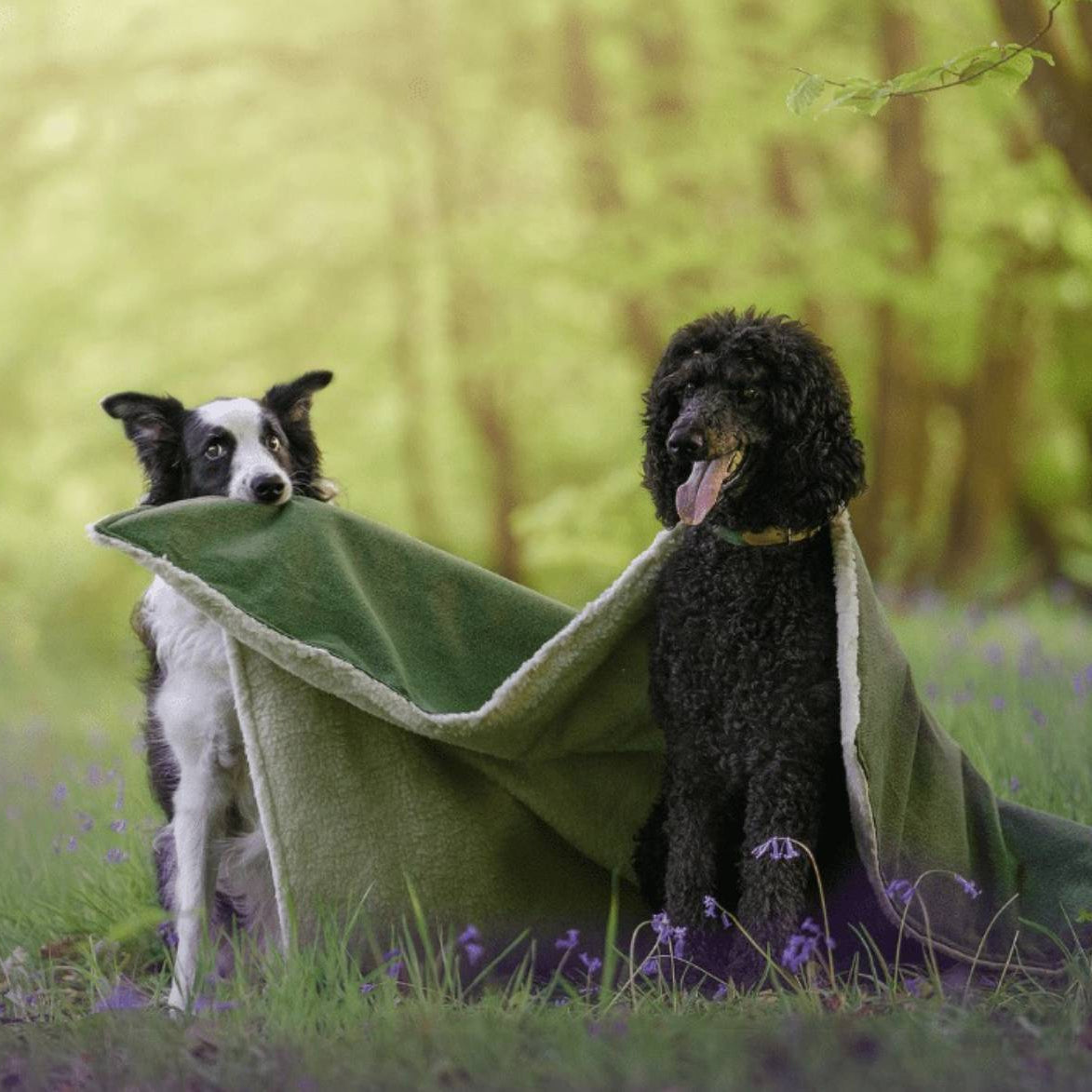 Two dogs sitting under a green blanket in a field with trees and flowers in the background