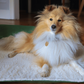 Dog lying on a fluffy blanket indoors