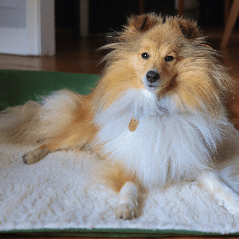 Dog lying on a fluffy blanket indoors
