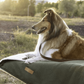Collie dog lying on a green blanket in a natural setting with trees in the background