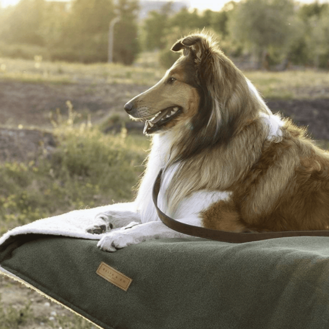 Collie dog lying on a green blanket in a natural setting with trees in the background