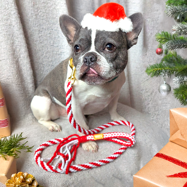 Dog wearing a Santa hat with Christmas decorations in the background