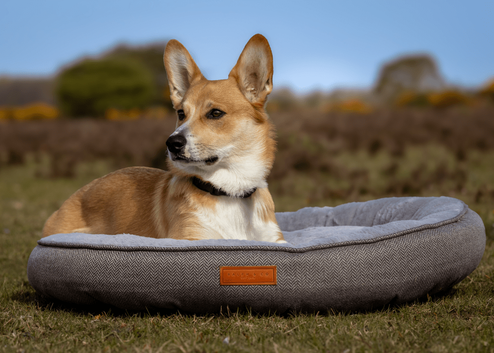 Dog lying on a gray dog bed in a natural outdoor setting