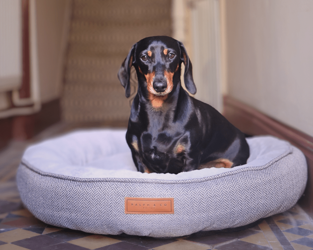 Dog sitting on a gray pet bed with a brand label in a home setting
