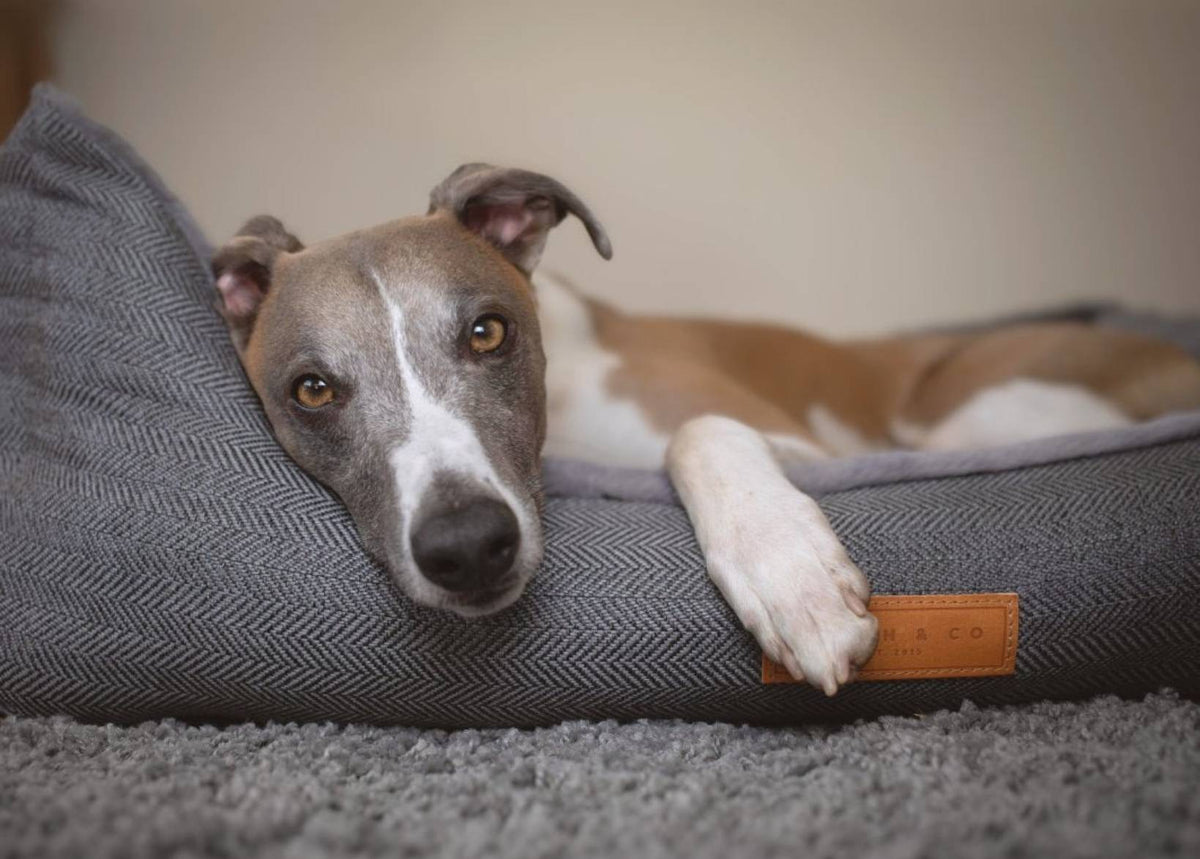 Dog lying on a gray pet bed with a visible brand label.