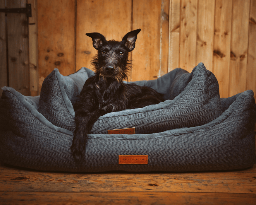 Dog lying on a blue dog bed with wooden wall background