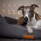 Dog lying on a gray pet bed with a blurred light background