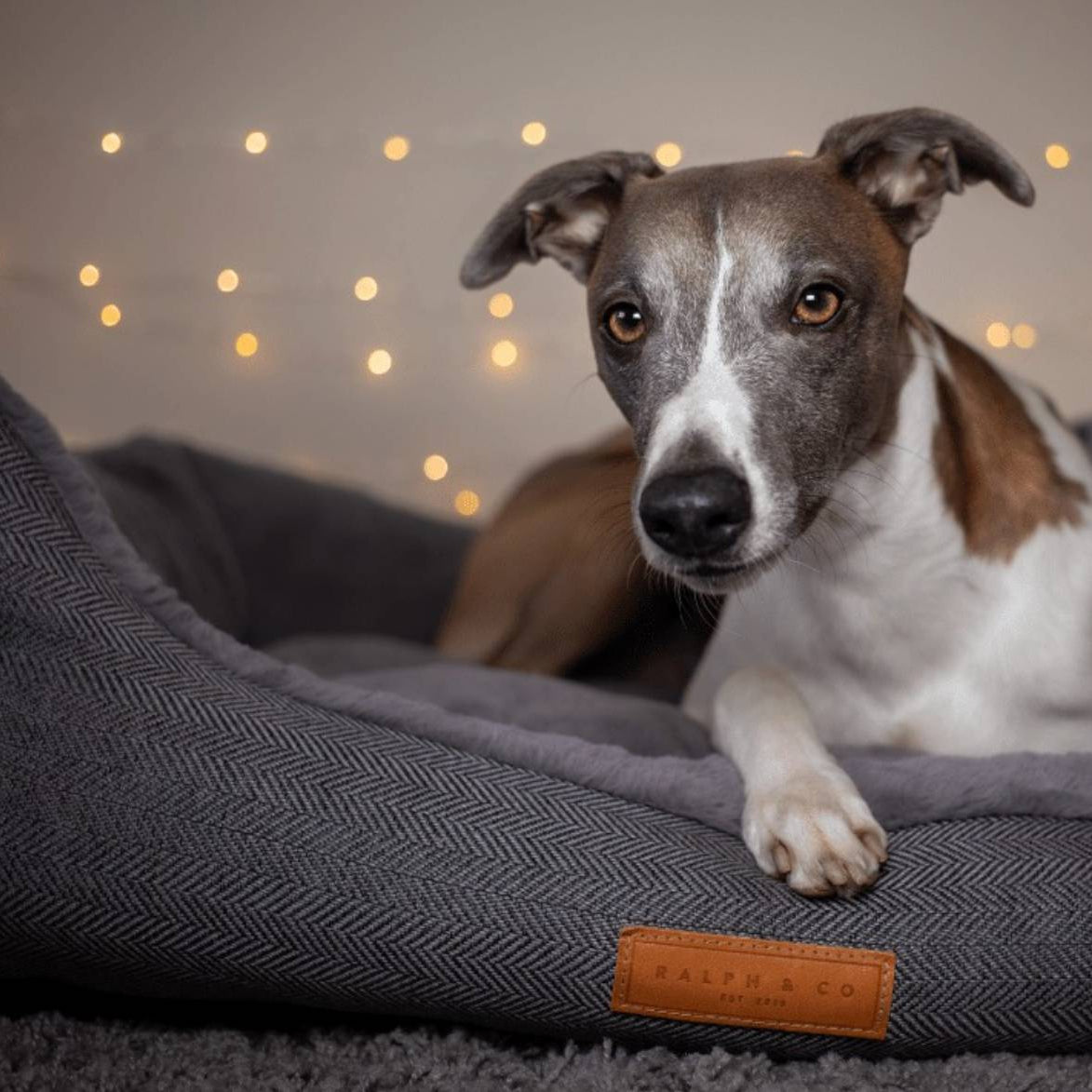 Dog lying on a gray pet bed with a blurred light background