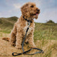 Dog on a leash sitting in a grassy field with a blue sky.