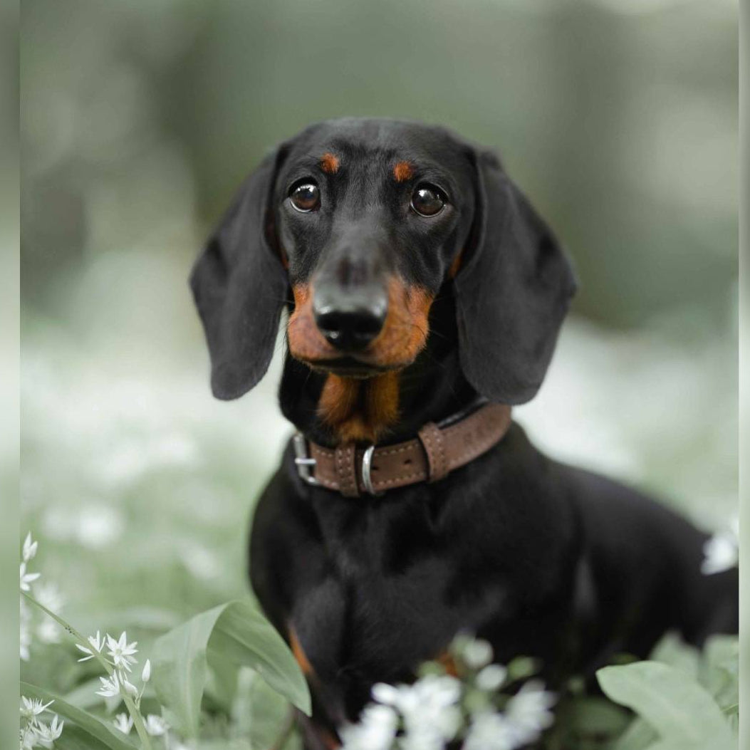 Black and tan dachshund sitting in a field of white flowers with a blurred green background