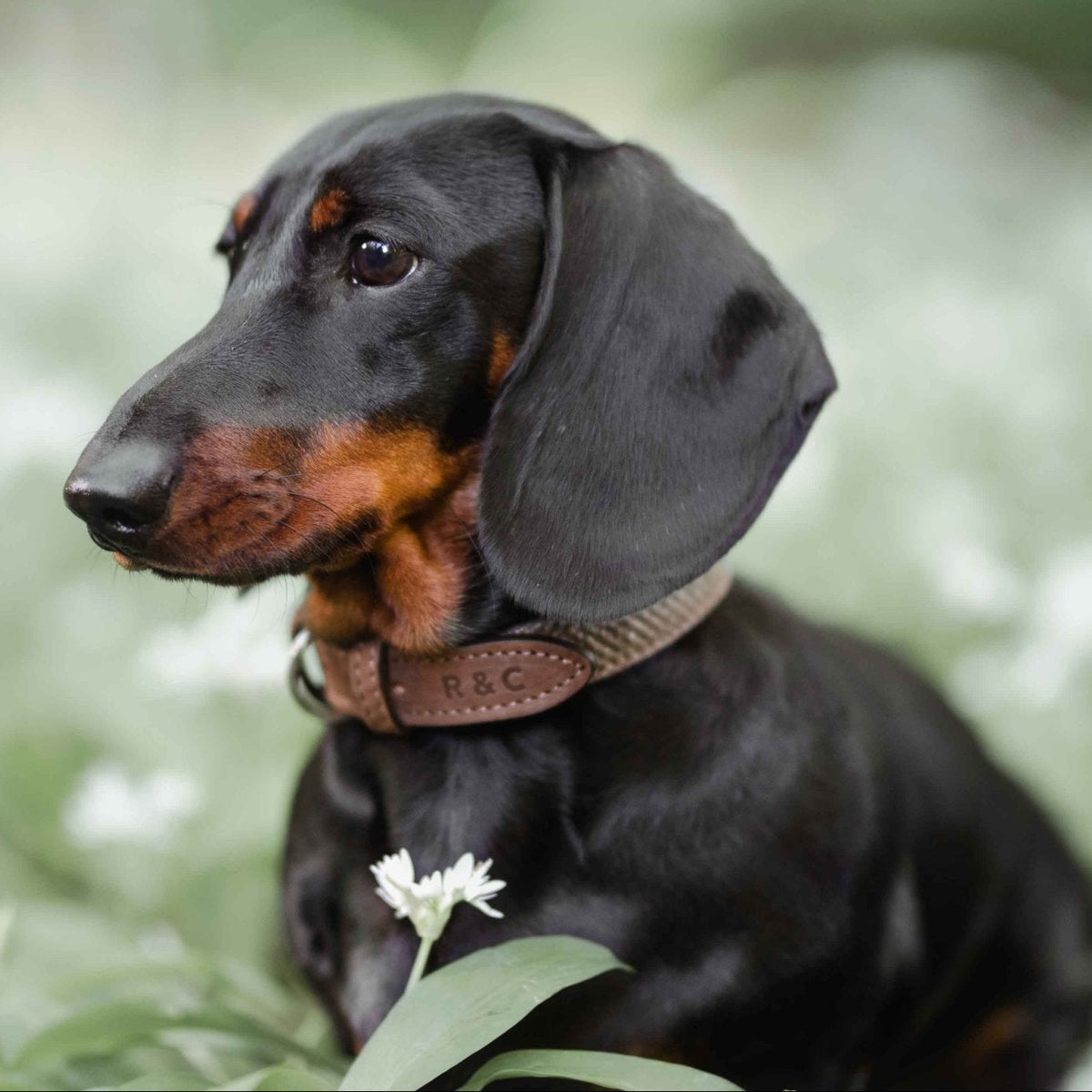 Black and brown dachshund sitting among white flowers with a blurred green background