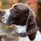Dog wearing a collar with a blurred background