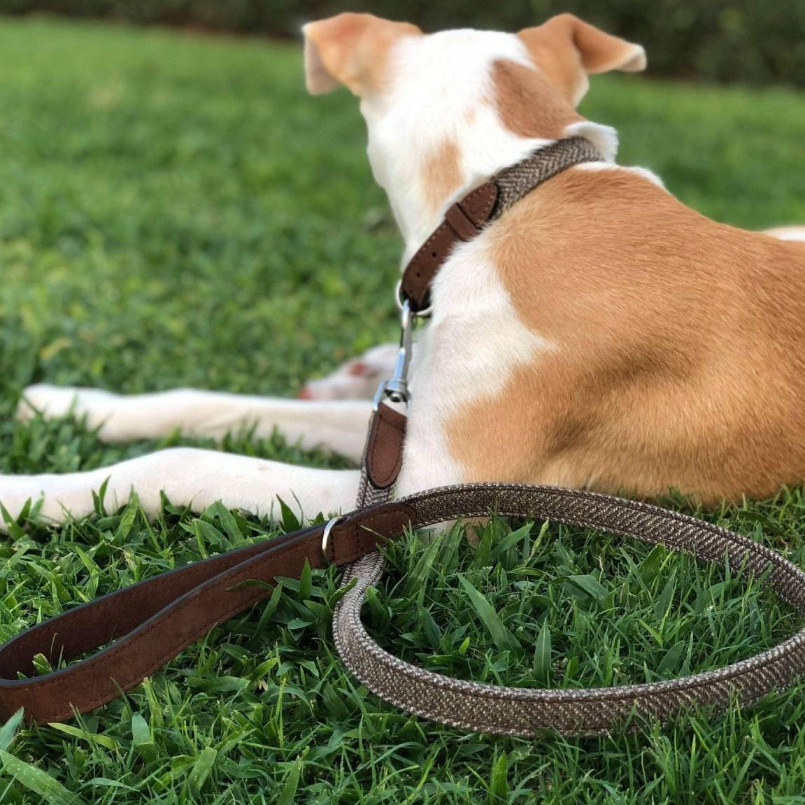 Dog lying on grass with a brown dog leash in front