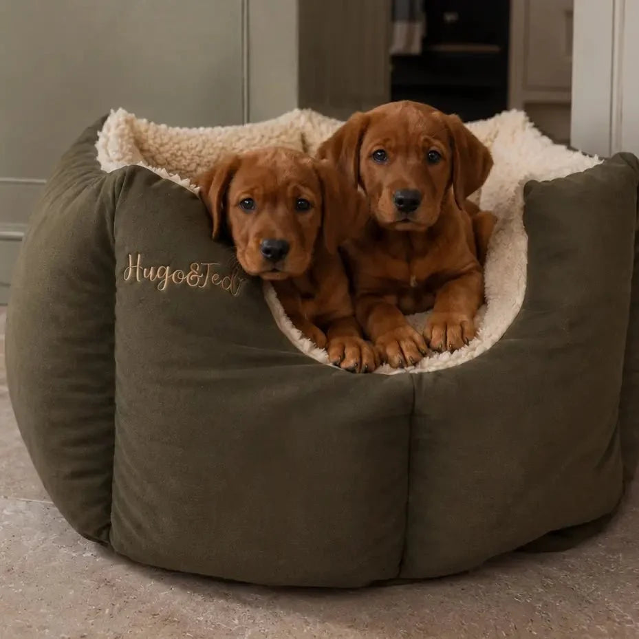 Two brown puppies sitting inside a large olive green dog bed with a cream sherpa lining. The dog bed has gold embroidered text reading 'Hugo & Ted'.