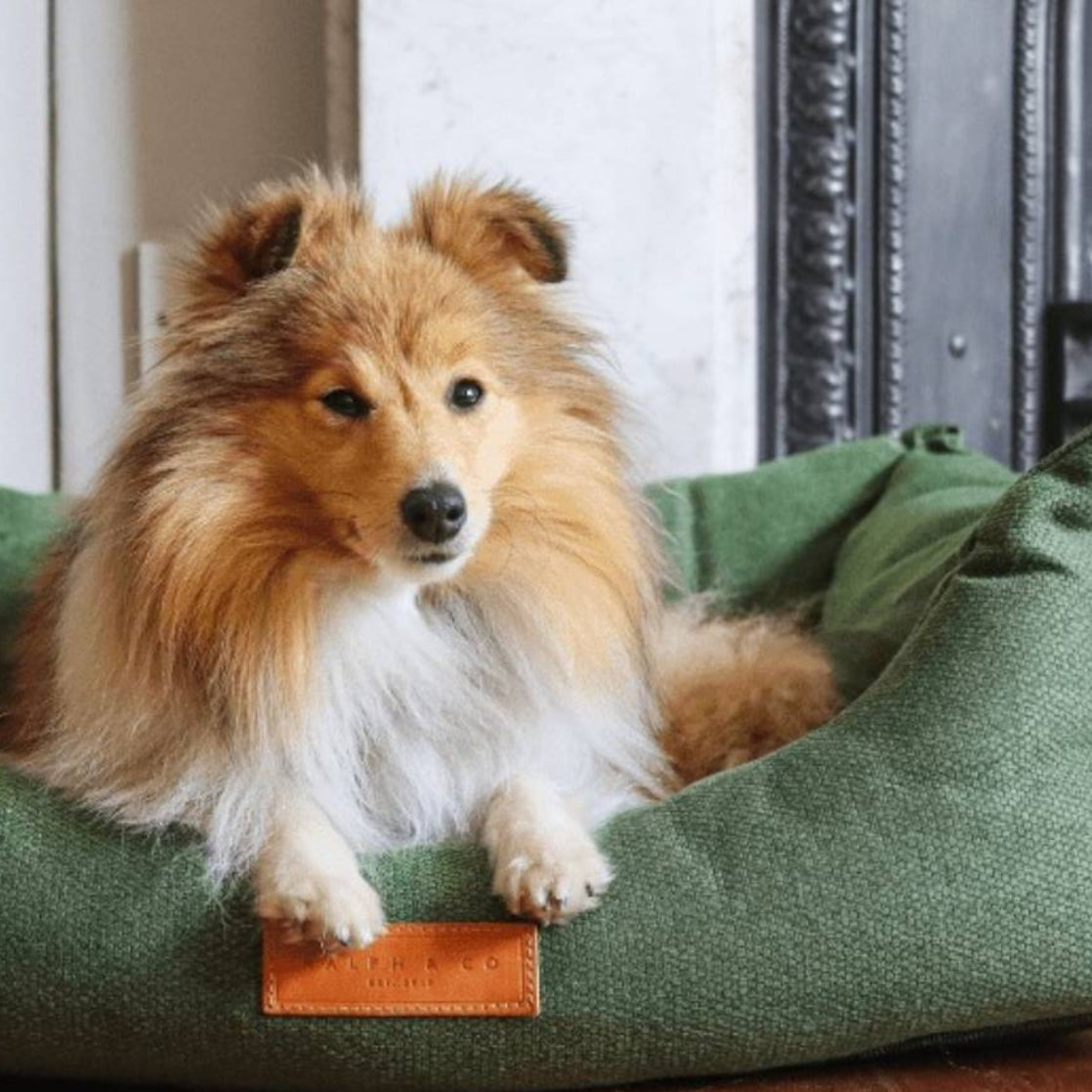 Dog lying on a green dog bed in a cozy room with a fireplace and plant.