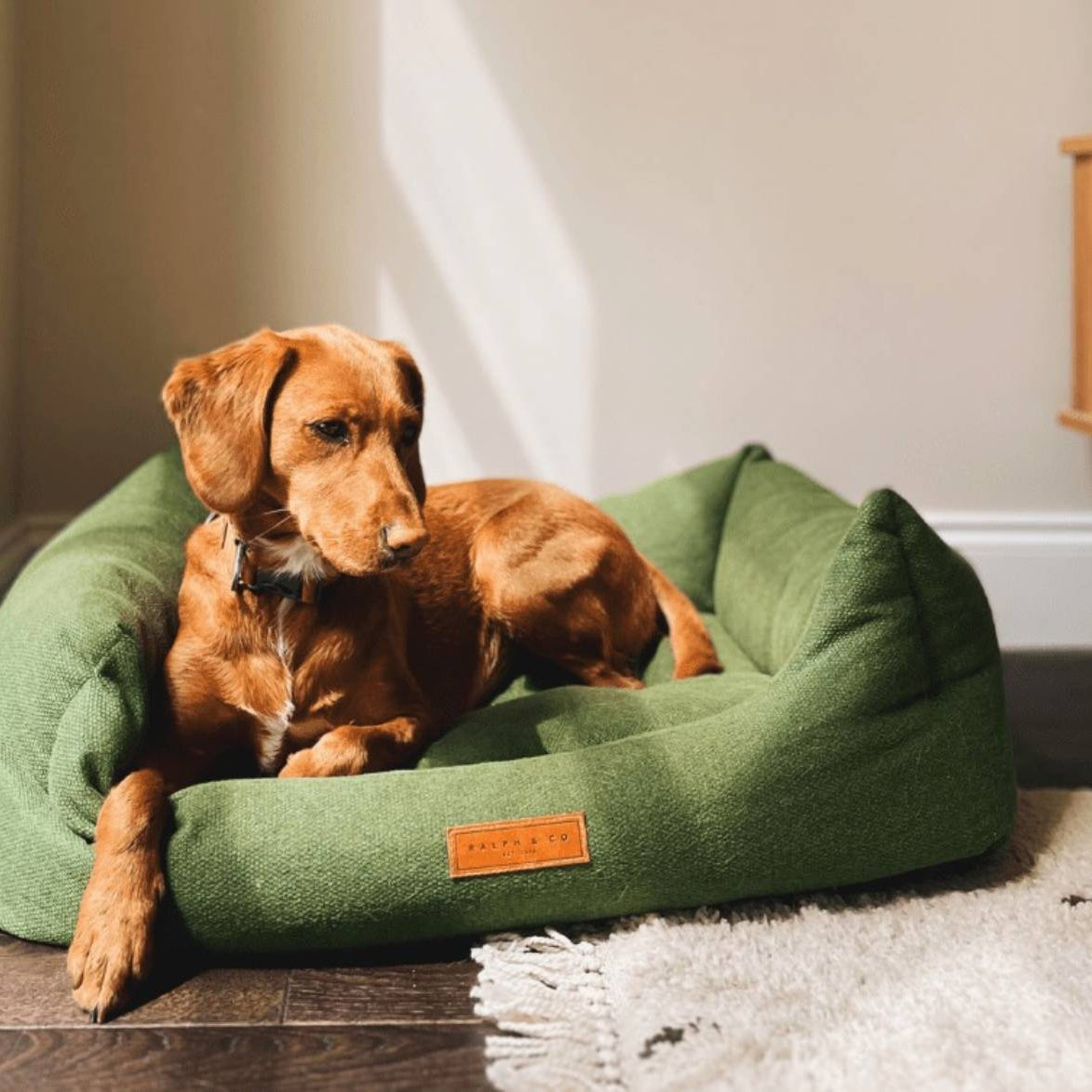 Dog lying on a green dog bed in a home setting