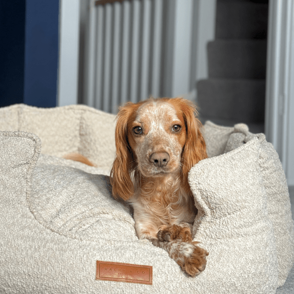 Dog lying on a fluffy pet bed with a visible brand logo.