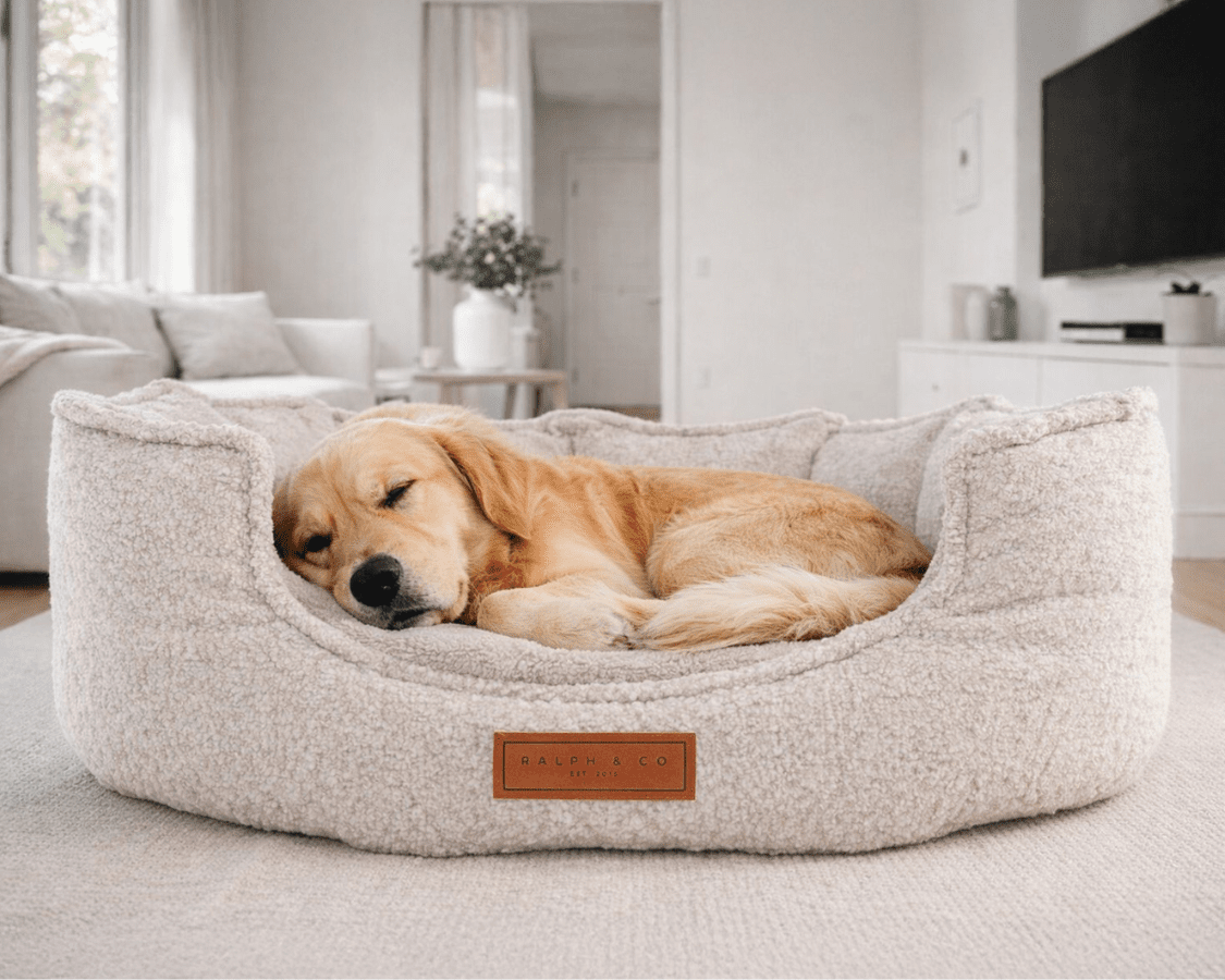 Dog resting on a fluffy pet bed in a cozy living room.