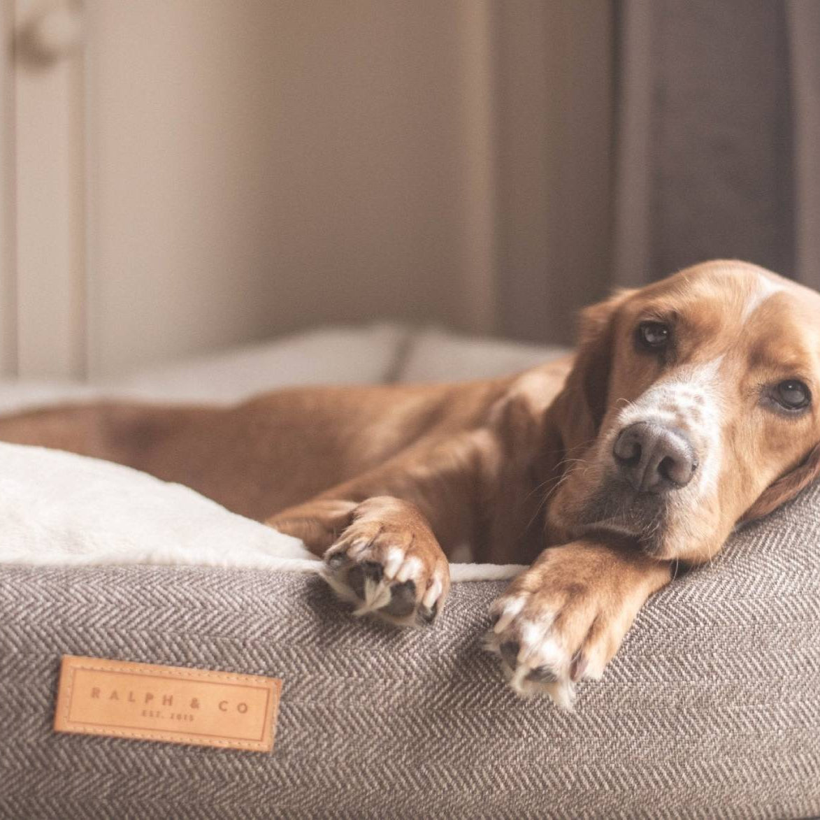 Dog lying on a gray pet bed with a visible brand logo in a cozy indoor setting.