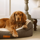 Brown dog lying on a cushioned pet bed in a cozy living room.