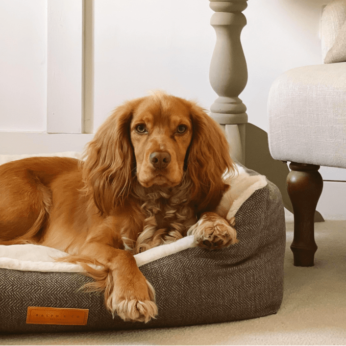 Brown dog lying on a cushioned pet bed in a cozy living room.