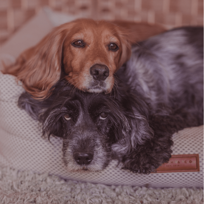 Two dogs lying on a pet bed with a blurred background