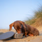 Pup & Kit Lid-It Stay Fresh Dog Bowl | Grey Stainless Steel Pet Bowl | Airtight Lid Travel Dog Bowl - Poochella®