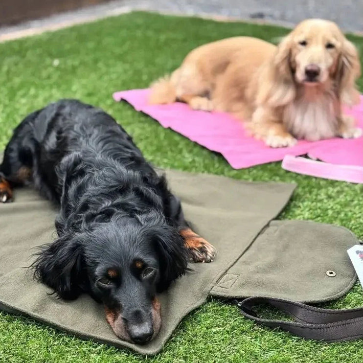 Two dogs resting on outdoor dog blankets on green artificial grass. In the foreground, a black-and-tan dachshund lies on an olive green blanket next to a matching bag.
