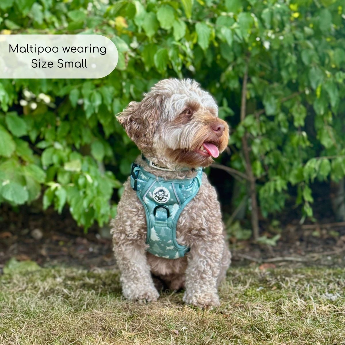 Rugged Rover™ No-Pull Dog Harness Evergreen Trails | Pup Club Couture - Poochella®