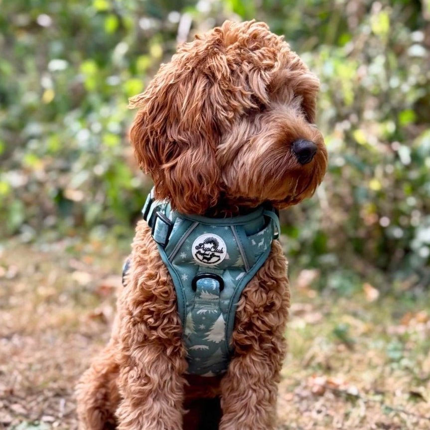 Rugged Rover™ No-Pull Dog Harness Evergreen Trails | Pup Club Couture - Poochella®