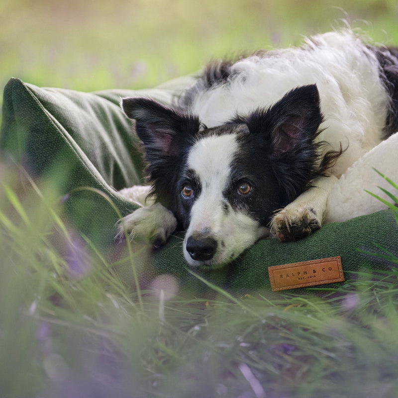 Dog lying on a green and white dog bed in a grassy field