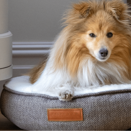 Dog lying on a textured pet bed with a visible brand label.