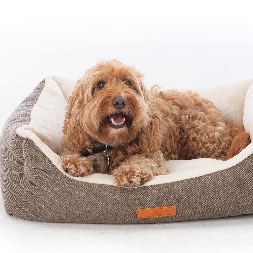 Dog lying on a brown pet bed with white cushion on a white background