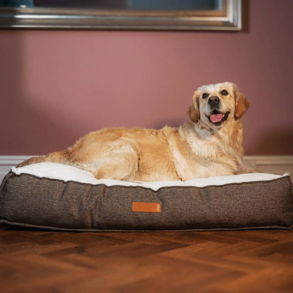 Dog lying on a cushioned dog bed in a room with a blue armchair and pink wall.