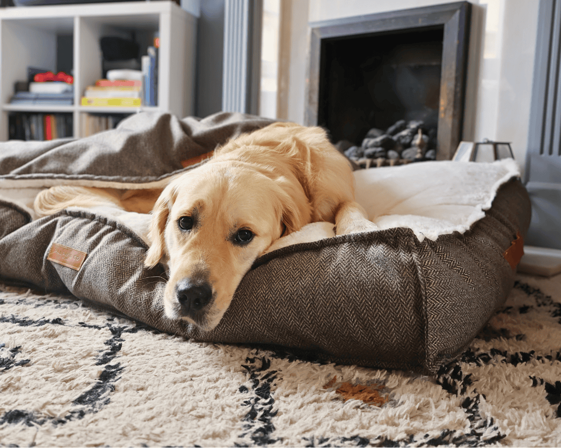 Dog lying on a textured pet bed in a cozy living room.