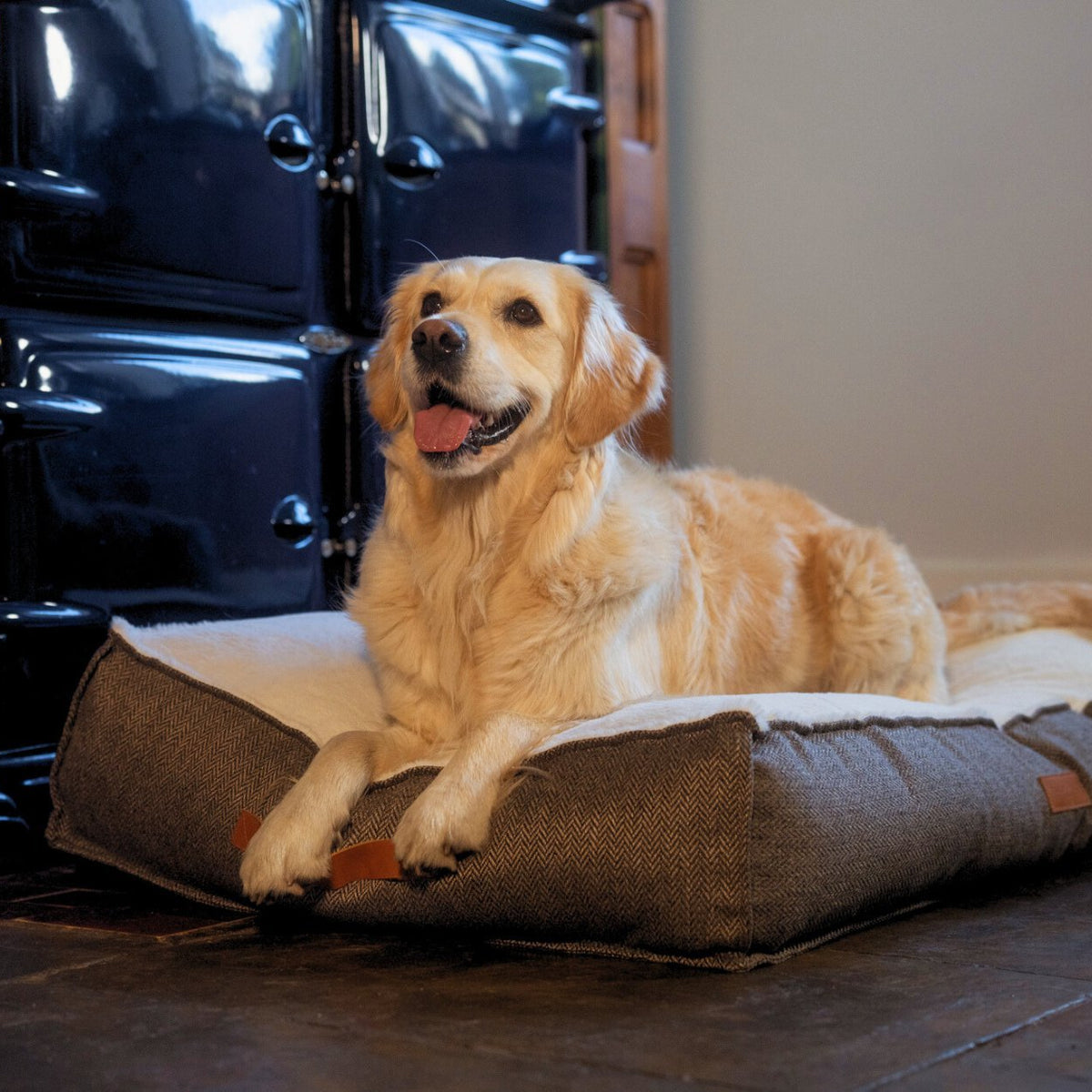 Dog lying on a cushioned dog bed in a room with a vehicle in the background