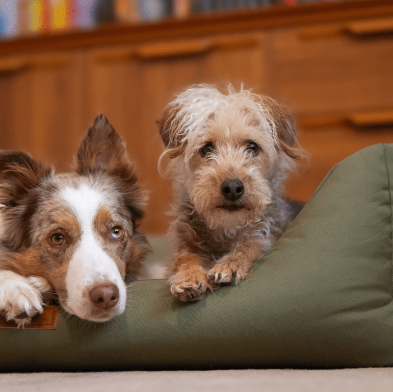Two dogs lying on a green cushion with a wooden cabinet in the background