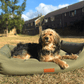 Dog lying on a green dog bed in an outdoor setting with houses and trees in the background.