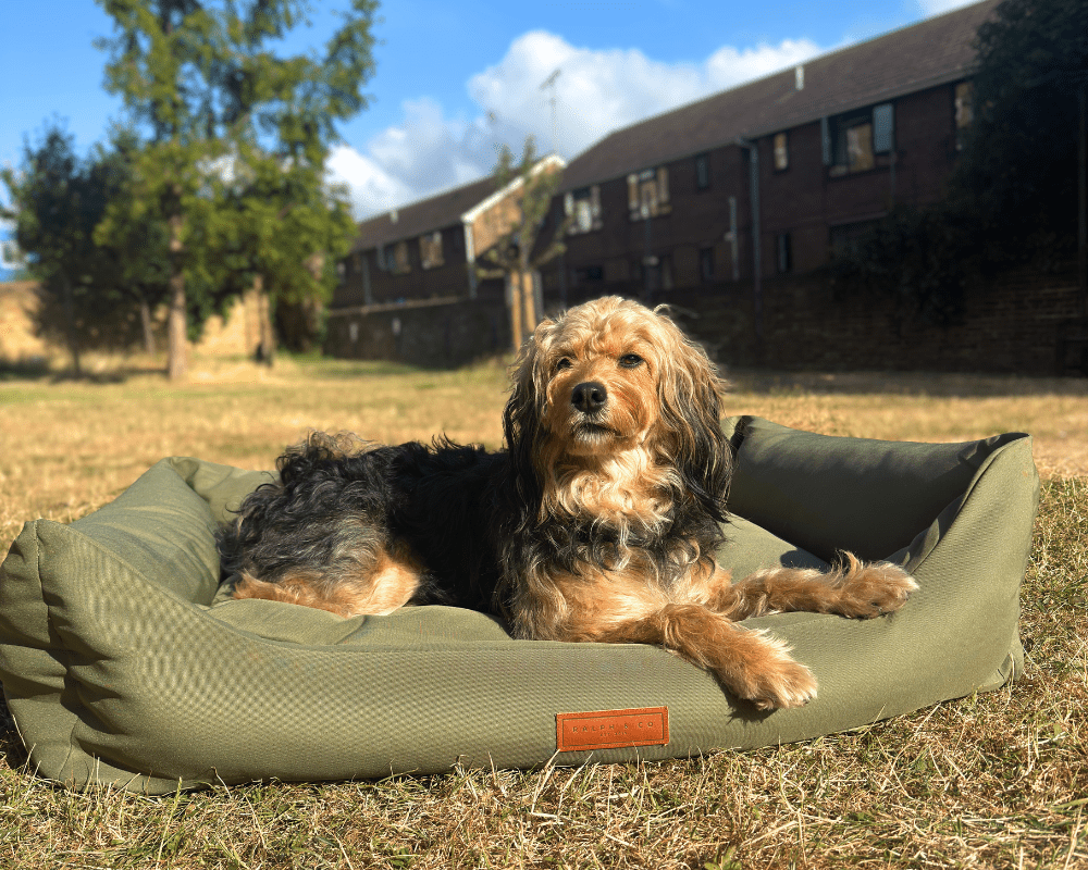 Dog lying on a green dog bed in an outdoor setting with houses and trees in the background.