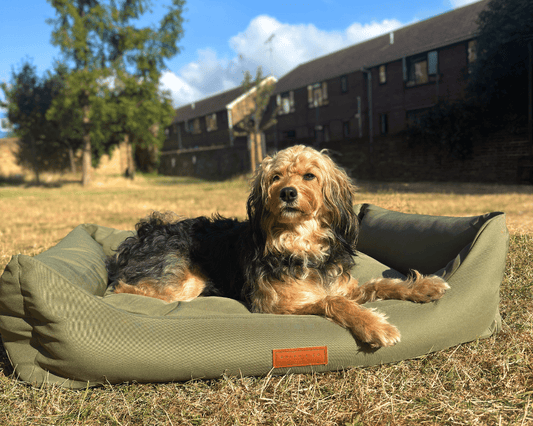 Dog lying on a green dog bed in an outdoor setting with houses and trees in the background.