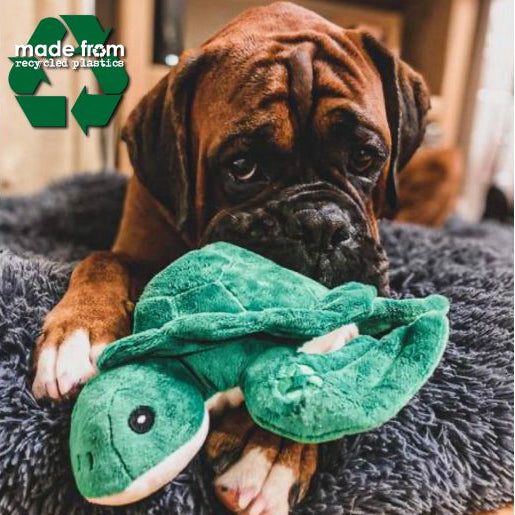 bulldog with green ancol turtle soft toy in its mouth