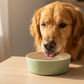 A fresh mint green bamboo pet dog bowl with a capacity of about 0.8L, displayed against a white background.