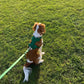 Paws & Play Luxury Dog Harness & Lead Set in Arnie Green