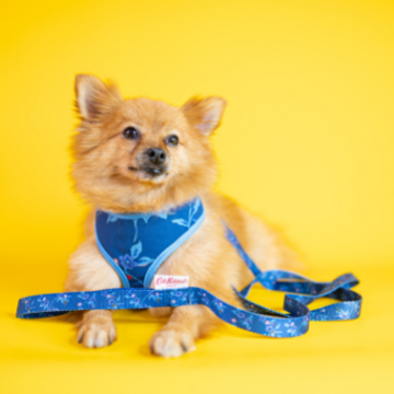 Cath Kidston® Greenwich Flowers Dog Harness | Blue Floral Quilted Pet Harness