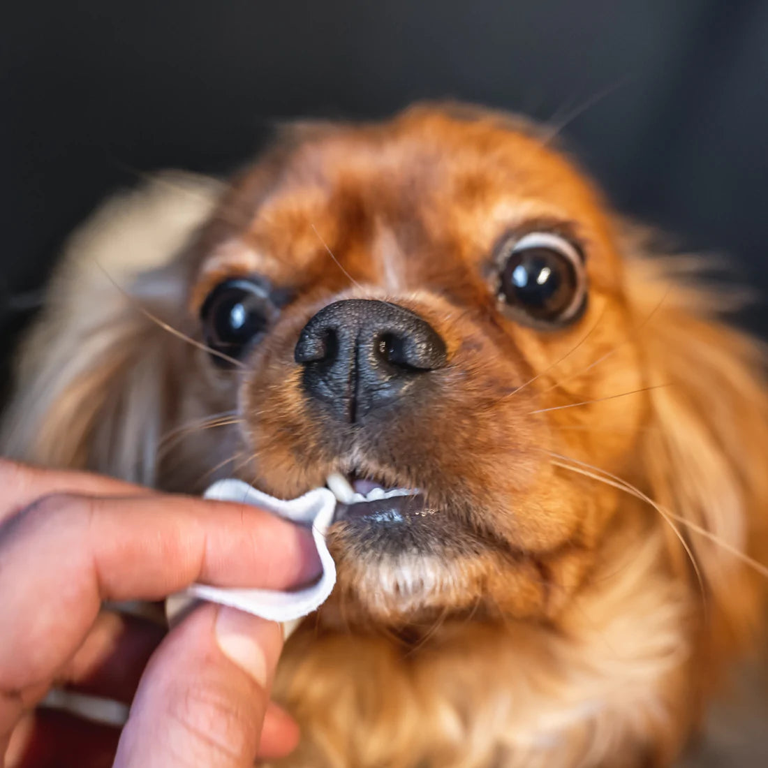 DogsLife Dental Teeth Cleaning Finger Wipes 50pk