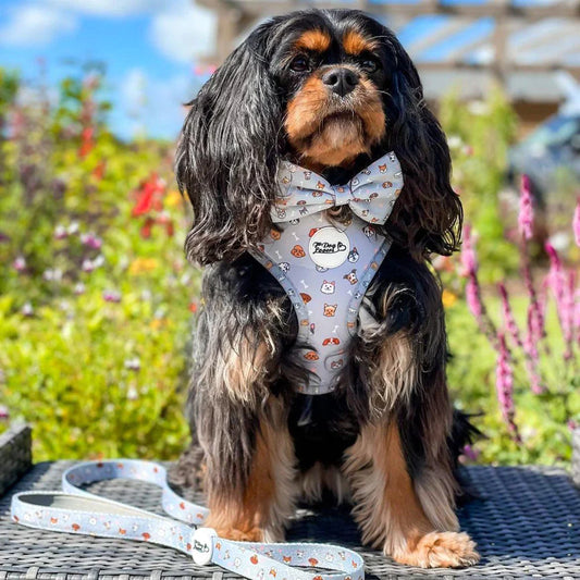 king charles cavalier wearing a cute dog harness and matching bow tie