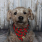 Teddy & Nico Christmas Pet Dog Bandana Red/Navy/White