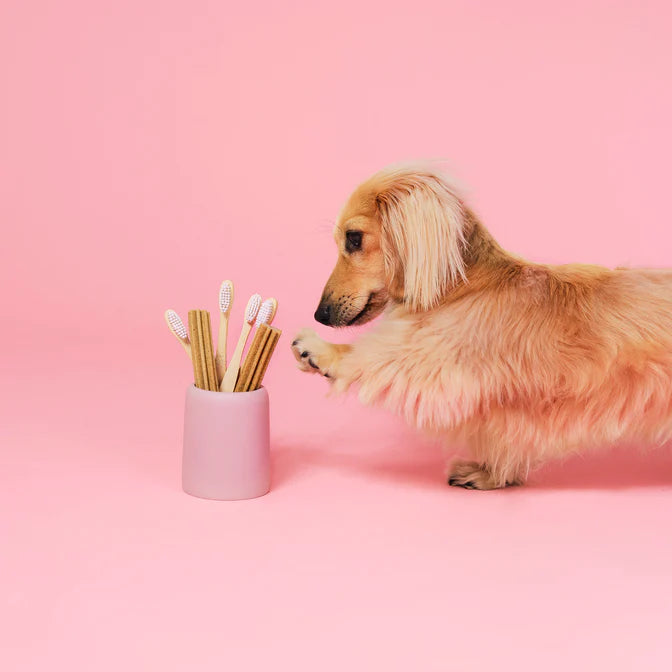 Pooch & Mutt Calming Hemp & Sage Dental Sticks for Dogs
