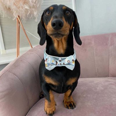 small dog wearing light blue bow tie