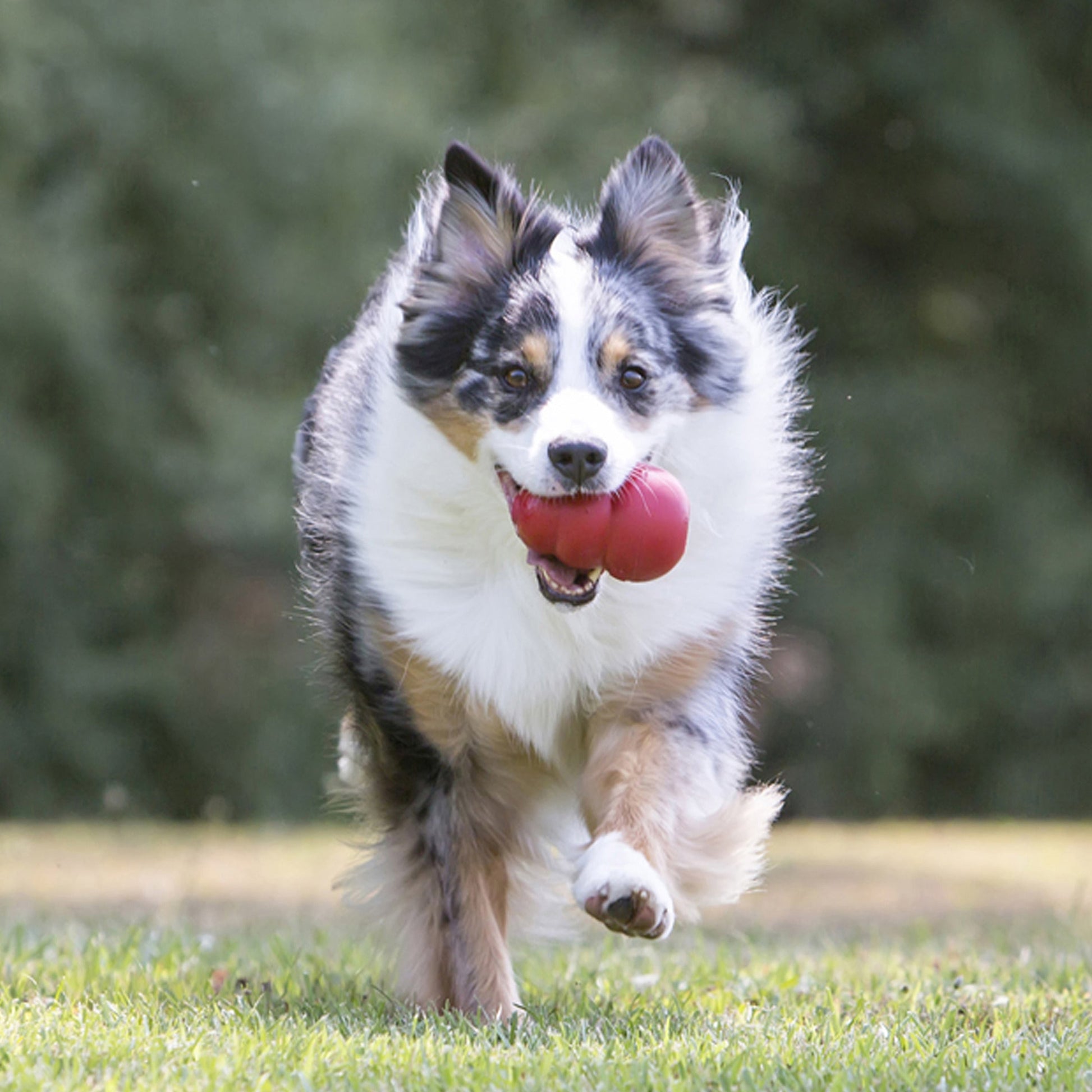 KONG® Classic Dog Toy | Durable Rubber Enrichment & Chew Toy | Interactive Dog Toy - Poochella®